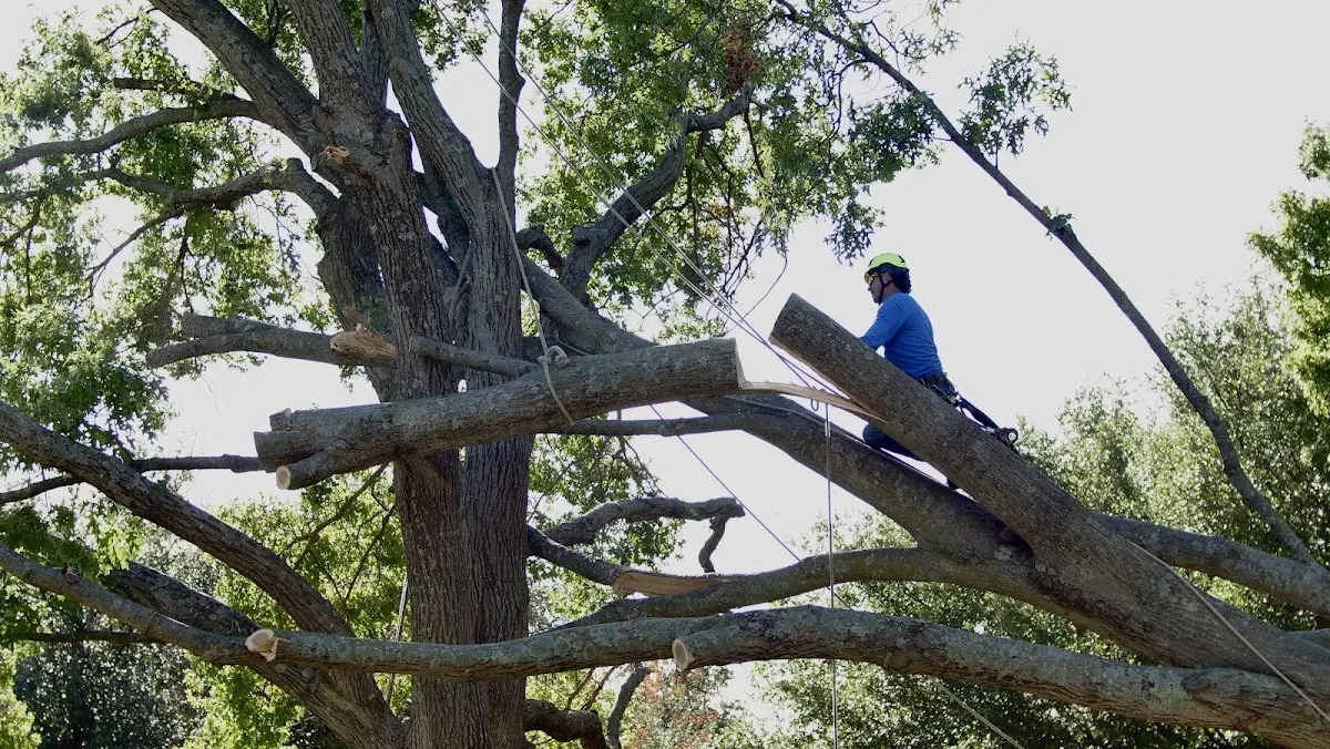 Professional Crown Thinning performed by certified arborists in Fife Lake